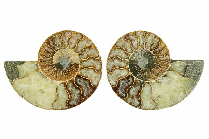 Cut & Polished Crystal-Filled Ammonite Fossil - Madagascar #354147